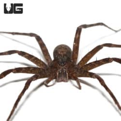 Giant Nursery Web Spiders (Pisauridae Sp. "Giant") For Sale - Underground Reptiles