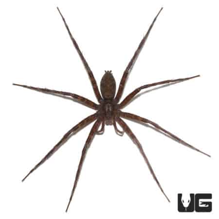 Giant Nursery Web Spiders (Pisauridae Sp. "Giant") For Sale - Underground Reptiles