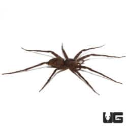 Giant Nursery Web Spiders (Pisauridae Sp. 