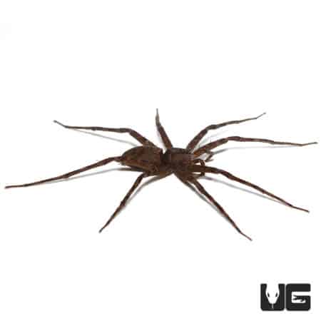 Giant Nursery Web Spiders (Pisauridae Sp. "Giant") For Sale - Underground Reptiles