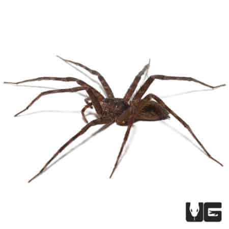 Baby Six Spotted Fishing Spiders for sale - Underground Reptiles
