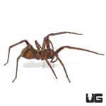Gold Band Wandering Spider (Ctenidae Sp. "Mamfe Road") For sale - Underground Reptiles