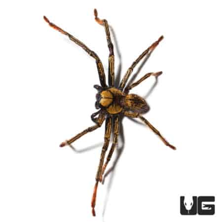 Gold Skeleton Huntsman (Olios Sp. "Gold") For Sale - Underground Reptiles