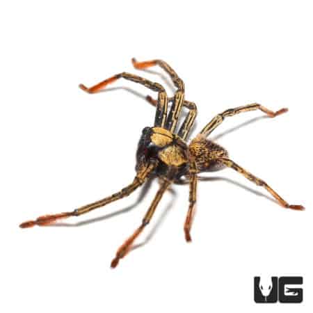 Gold Skeleton Huntsman (Olios Sp. "Gold") For Sale - Underground Reptiles