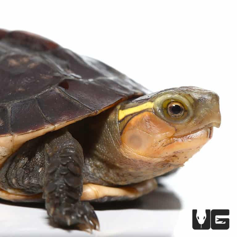 Baby Asian Box Turtle - Underground Reptiles