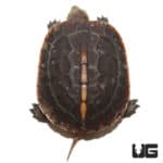 Golden Head Box Turtle (Cuora aurocapitatas) For Sale - Underground Reptiles