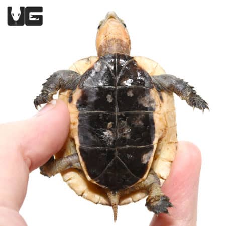 Golden Head Box Turtle (Cuora aurocapitatas) For Sale - Underground Reptiles