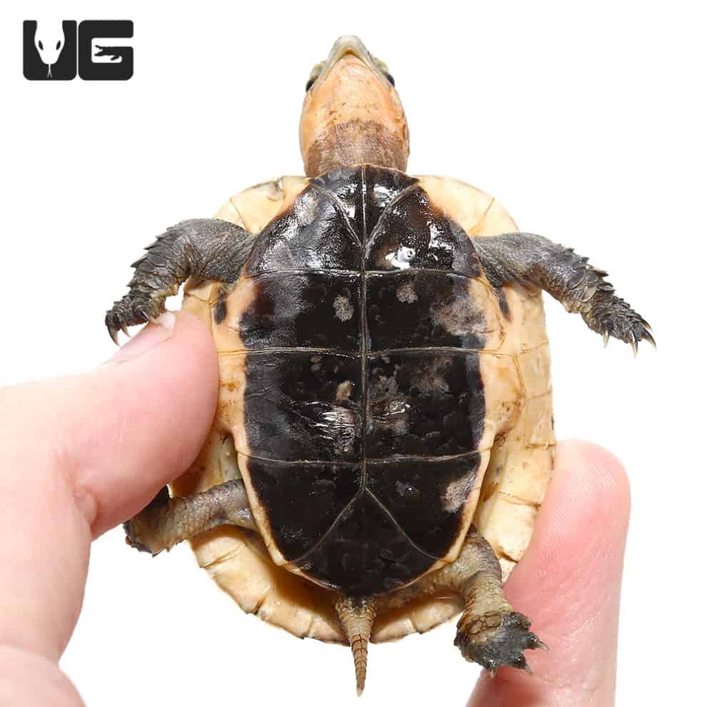 Baby Asian Box Turtle - Underground Reptiles