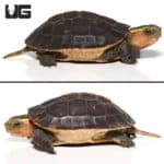 Golden Head Box Turtle (Cuora aurocapitatas) For Sale - Underground Reptiles