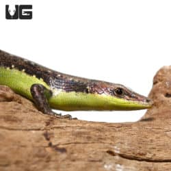 Green Belly Skinks (emoia cyanogaster) for sale - Underground Reptiles