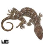 Green Eyed Geckos (Gekko smithii) For Sale - Underground Reptiles
