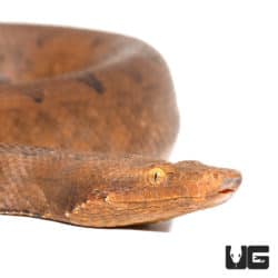 Halmahera Ground Boas (Candoia paulsoni tasmai) for sale - Underground Reptiles