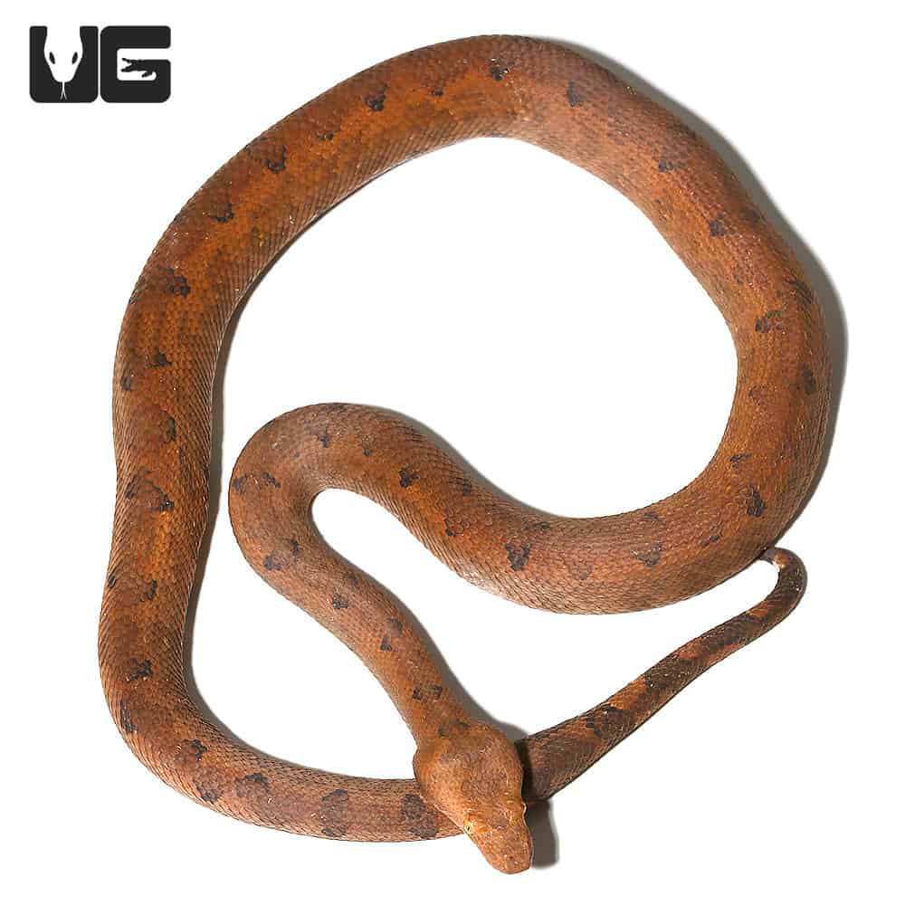 Halmahera Ground Boas For Sale Underground Reptiles