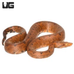 Halmahera Ground Boas (Candoia paulsoni tasmai) for sale - Underground Reptiles