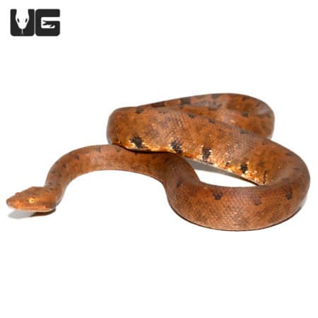 Halmahera Ground Boas (Candoia paulsoni tasmai) for sale - Underground Reptiles