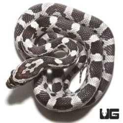 Hendry County Anery Cornsnake (Pantherophis guttatus) For Sale - Underground Reptiles