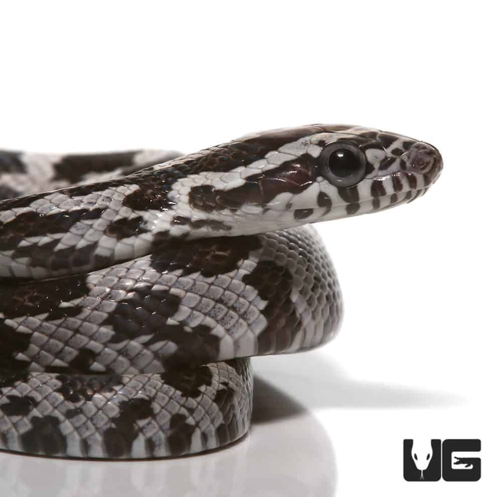 Baby Anery Cornsnake (Pantherophis guttatus) For Sale - Underground ...