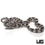 Hendry County Anery Cornsnake (Pantherophis guttatus) For Sale - Underground Reptiles