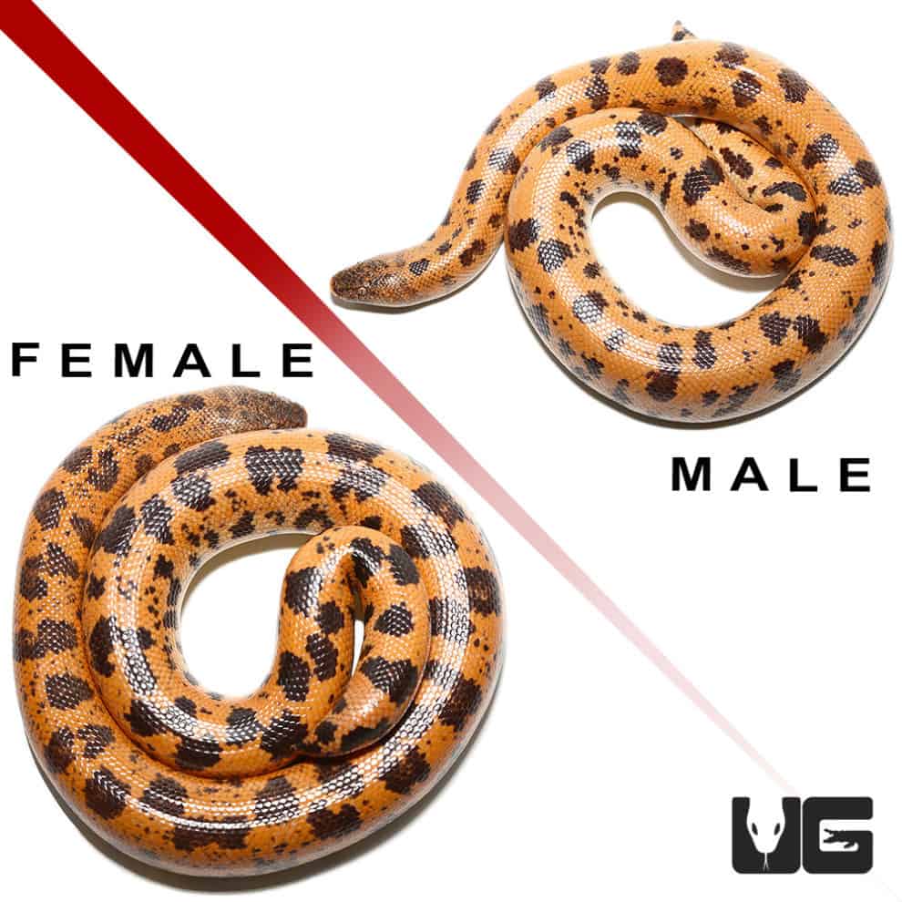 High Gold Saharan Sand Boas (Eryx colubrinus) For Sale Underground