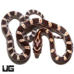 Baby Highland County Corn Snake (Pantherophis guttatus) For Sale - Underground Reptiles