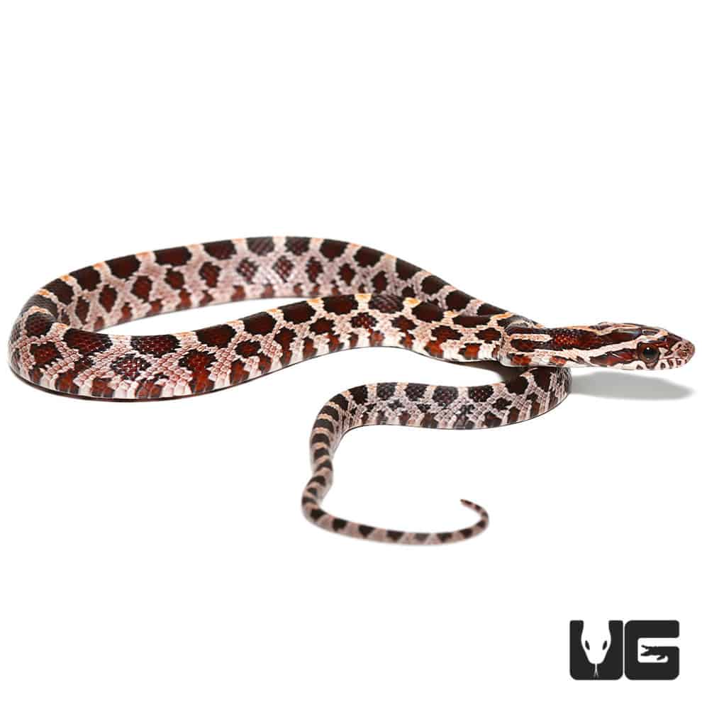 Baby Highland County Corn Snake (Pantherophis guttatus) For Sale