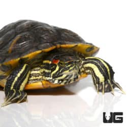 Hybrid Red Ear Slider Turtle (Trachemys scripta elegans) For Sale - Underground Reptiles