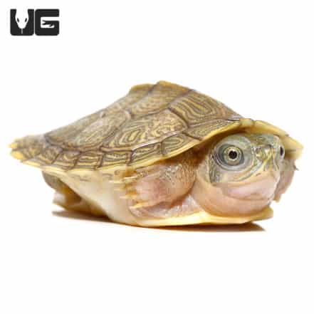 Caramel Pink Albino Red Ear Slider Turtles (Trachemys scripta elegans ...