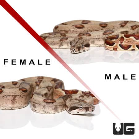 Baby Hypo Het Sharp Albino Colombian Redtail Boa Pair (Boa constrictor imperator) For Sale - Underground Reptiles