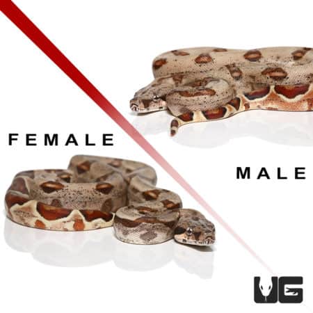 Baby Hypo Het Sharp Albino Colombian Redtail Boa Pair (Boa constrictor imperator) For Sale - Underground Reptiles