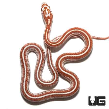 Hypo Tessera Cornsnake (Pantherophis guttatus) For Sale - Underground Reptiles