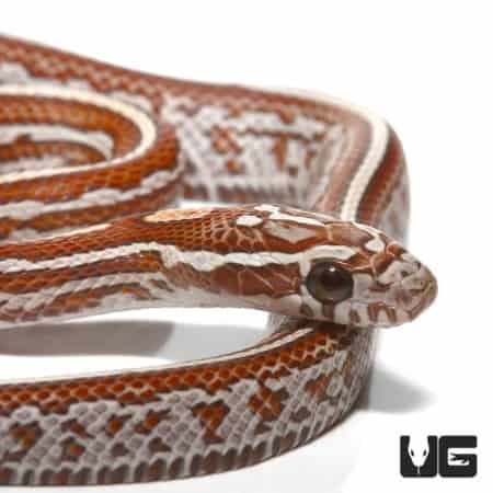 Hypo Tessera Cornsnake (Pantherophis guttatus) For Sale - Underground Reptiles