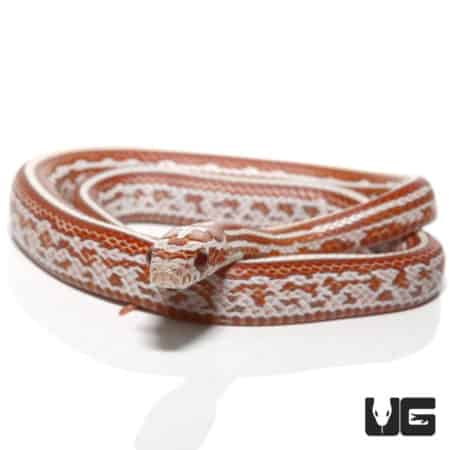 Hypo Tessera Cornsnake (Pantherophis guttatus) For Sale - Underground Reptiles