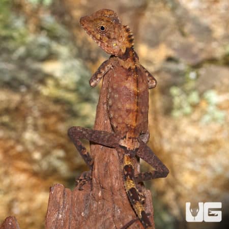 Juvenile Bell's Angle Head (Gonocephalus Bellii) For Sale - Underground Reptiles