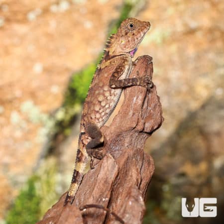 Juvenile Bell's Angle Head (Gonocephalus Bellii) For Sale - Underground Reptiles