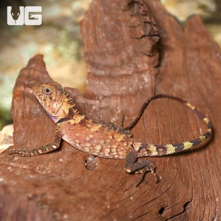 Juvenile Bell's Angle Head (Gonocephalus Bellii) For Sale - Underground Reptiles
