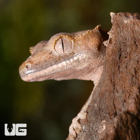 Juvenile Dalmatian Crested Geckos (Correlophus ciliatus) For Sale - Underground Reptiles