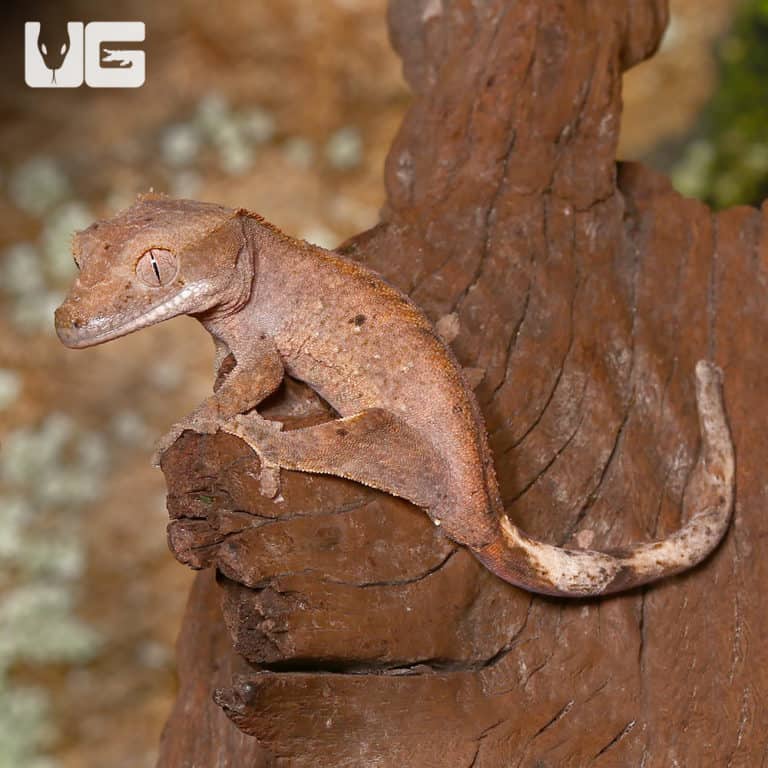 Juvenile Dalmatian Crested Geckos For Sale Underground Reptiles