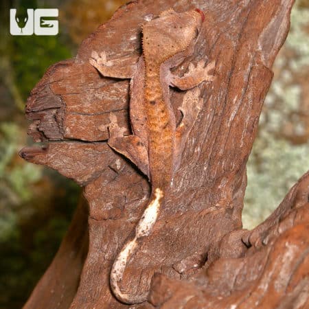 Juvenile Dalmatian Crested Geckos (Correlophus ciliatus) For Sale - Underground Reptiles