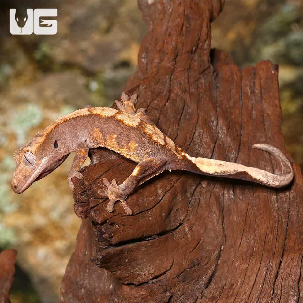 Geckos For Sale - Underground Reptiles