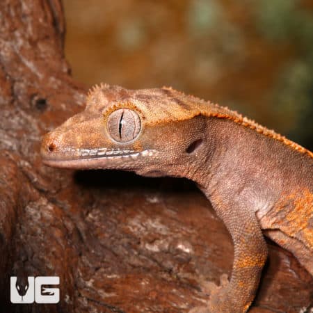 Juvenile Flame Crested Geckos (Correlophus ciliatus) For Sale - Underground Reptiles