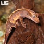Juvenile Flame Crested Geckos (Correlophus ciliatus) For Sale - Underground Reptiles