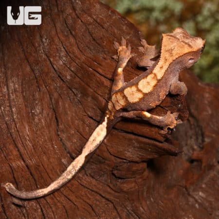 Young Flame Crested Gecko climbing on tree bark, showcasing vibrant colors.