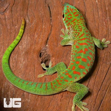 Crimson Giant Day Geckos (Phelsuma grandis) For Sale - Underground Reptiles
