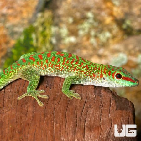 Crimson Giant Day Gecko For Sale - Underground Reptiles