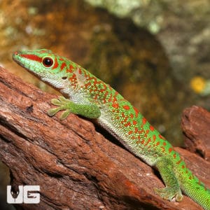 Crimson Giant Day Gecko For Sale - Underground Reptiles