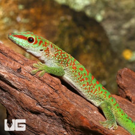 Crimson Giant Day Geckos (Phelsuma grandis) For Sale - Underground Reptiles