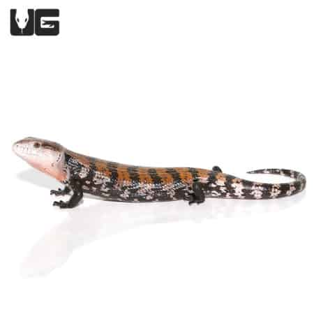 Juvenile Halmahera Blue Tongue Skink (Tiliqua gigas) For Sale - Underground Reptiles