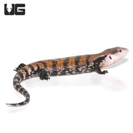 Juvenile Halmahera Blue Tongue Skink, a vibrant and unique reptile species from Indonesia.