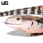 Juvenile Halmahera Blue Tongue Skink (Tiliqua gigas) For Sale - Underground Reptiles
