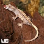Juvenile Partial Pinstripe Crested Gecko (Correlophus ciliatus) For Sale - Underground Reptiles